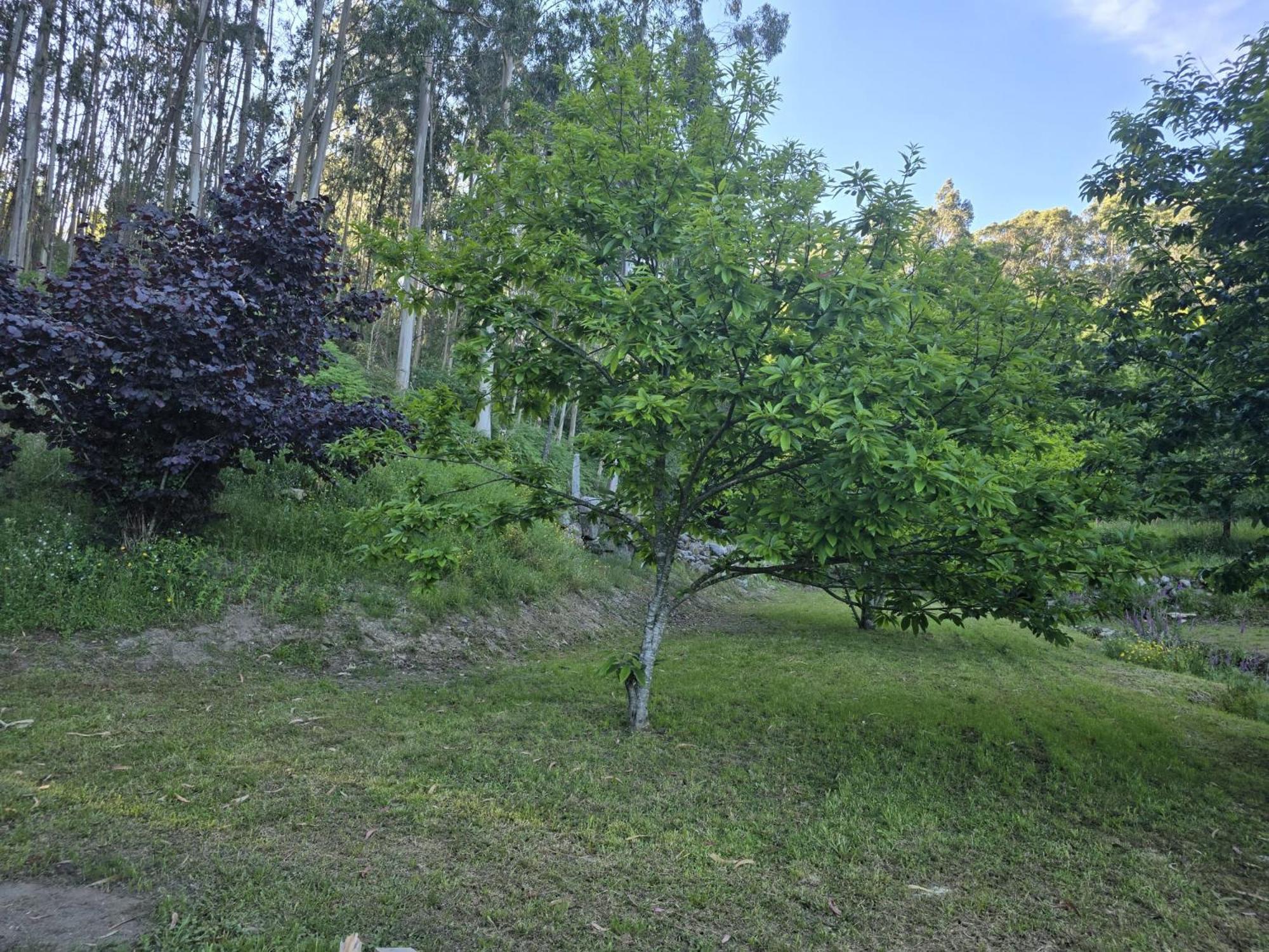 Casita A Estrenar En Finca Con Rio Proxima A Tui, Gondomar Y Portugal. Eksteriør bilde